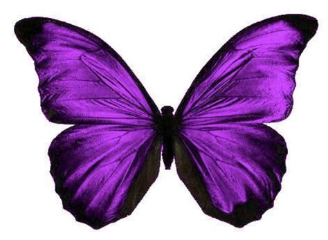borboleta roxa